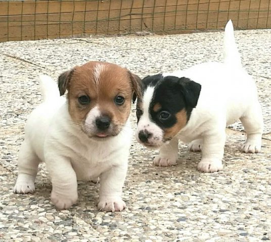 Cucciolate Jack Russel Golden Pepper