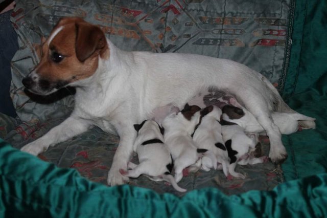 Cucciolate Jack Russel Golden Pepper