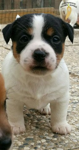 Cucciolate Jack Russel Golden Pepper
