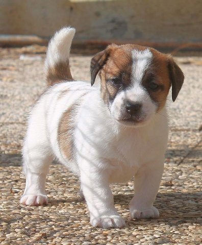 Cucciolate Jack Russel Golden Pepper
