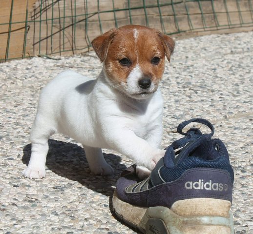 Cucciolate Jack Russel Golden Pepper