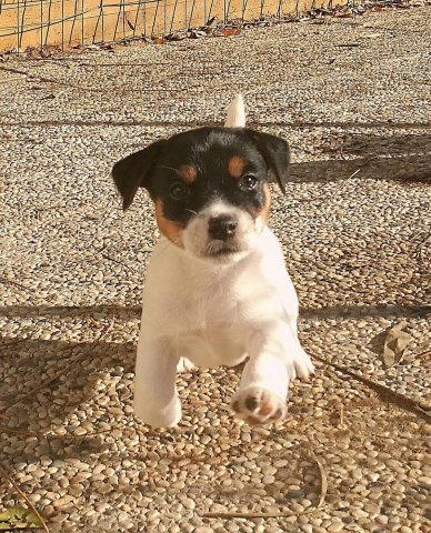 Cucciolate Jack Russel Golden Pepper