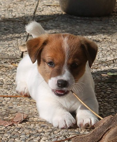 Cucciolate Jack Russel Golden Pepper