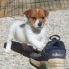 Cucciolate Jack Russel Golden Pepper