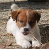 Cucciolate Jack Russel Golden Pepper