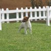 Jack Russel - Varie - Varie Jack Russel - Golden Pepper