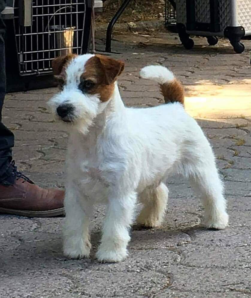 Kaszavolgyi Furge Oszkar