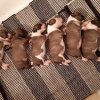 Un’altra cucciolata di Miniature Bull Terrier