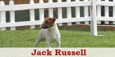 Un Jack Russell del Golden Pepper Kennel