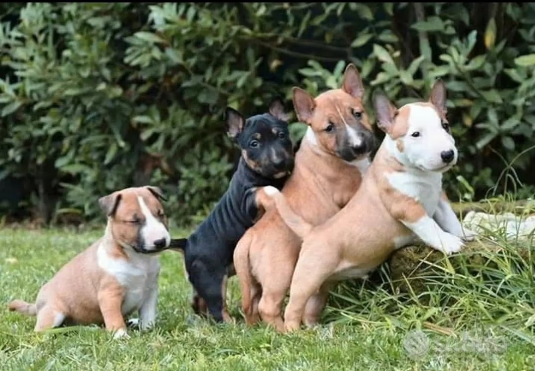 Cuccioli di Miniature Bull Terrier in giardino