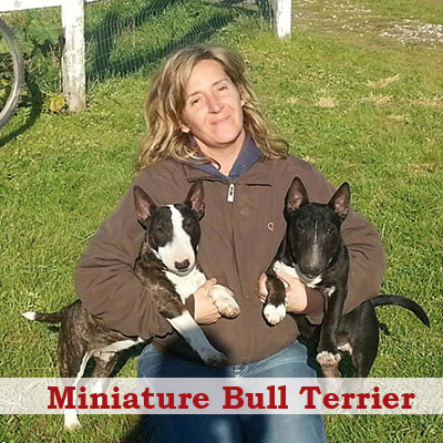 Famiglia Golden Pepper con i suoi Miniature Bull Terrier