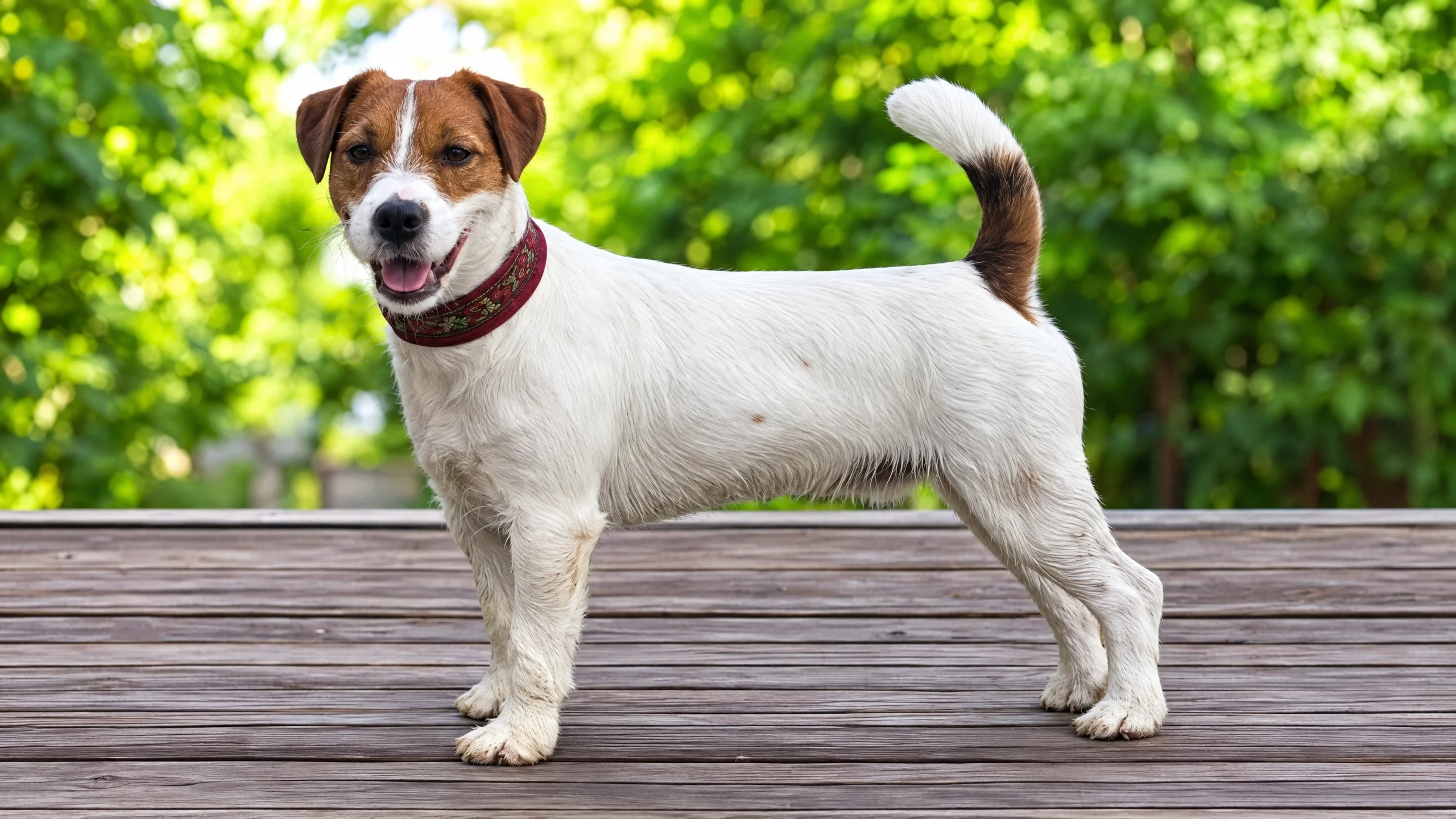 Jack Russell bianco e marrone in posa su una pedana di legno